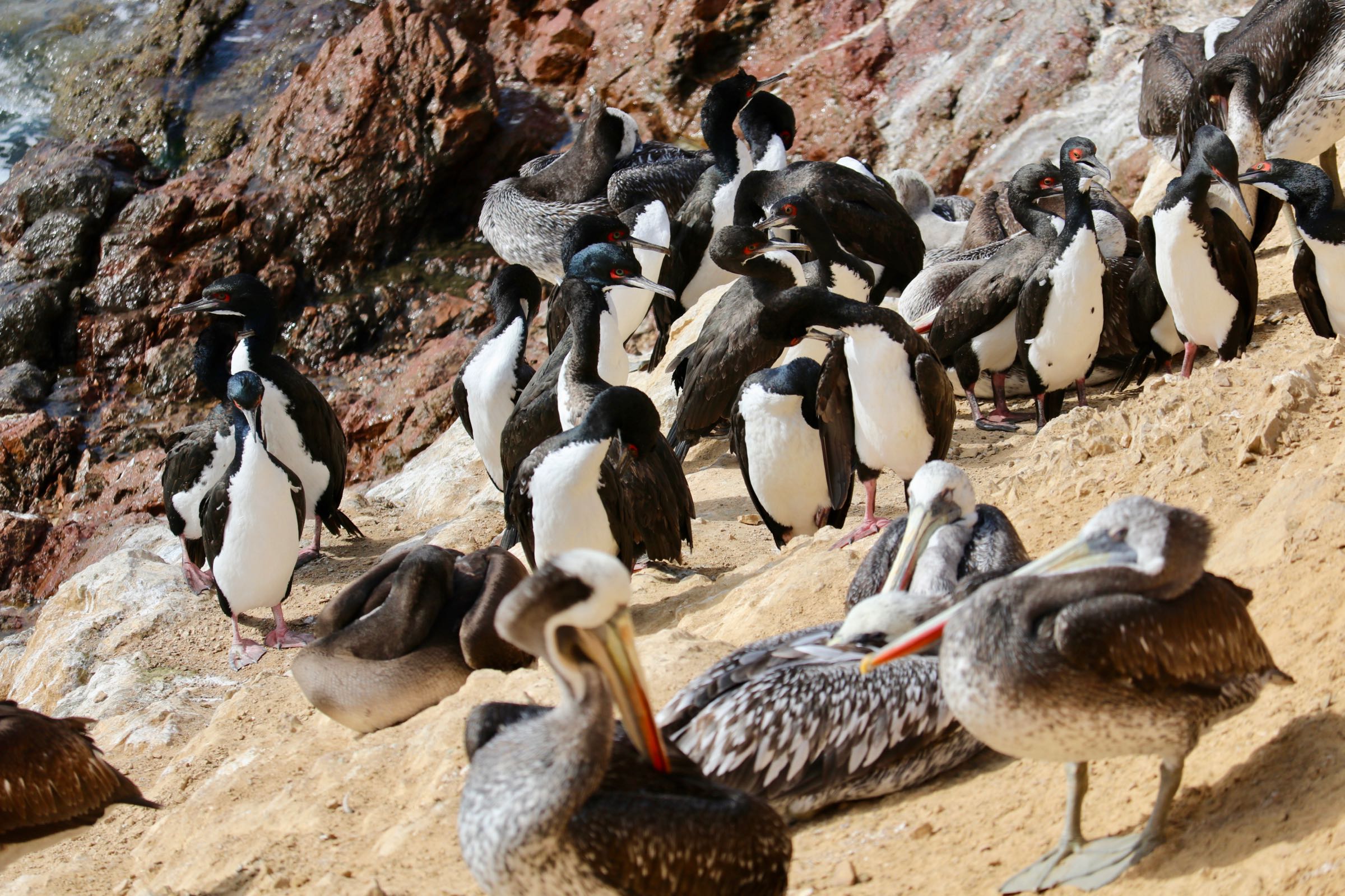 Guanokormorane und Chilepelikane, Reserva Nacional de Paracas, Peru