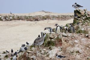 Humboldt-Pinguine, Reserva Nacional Islas Ballestas, Peru