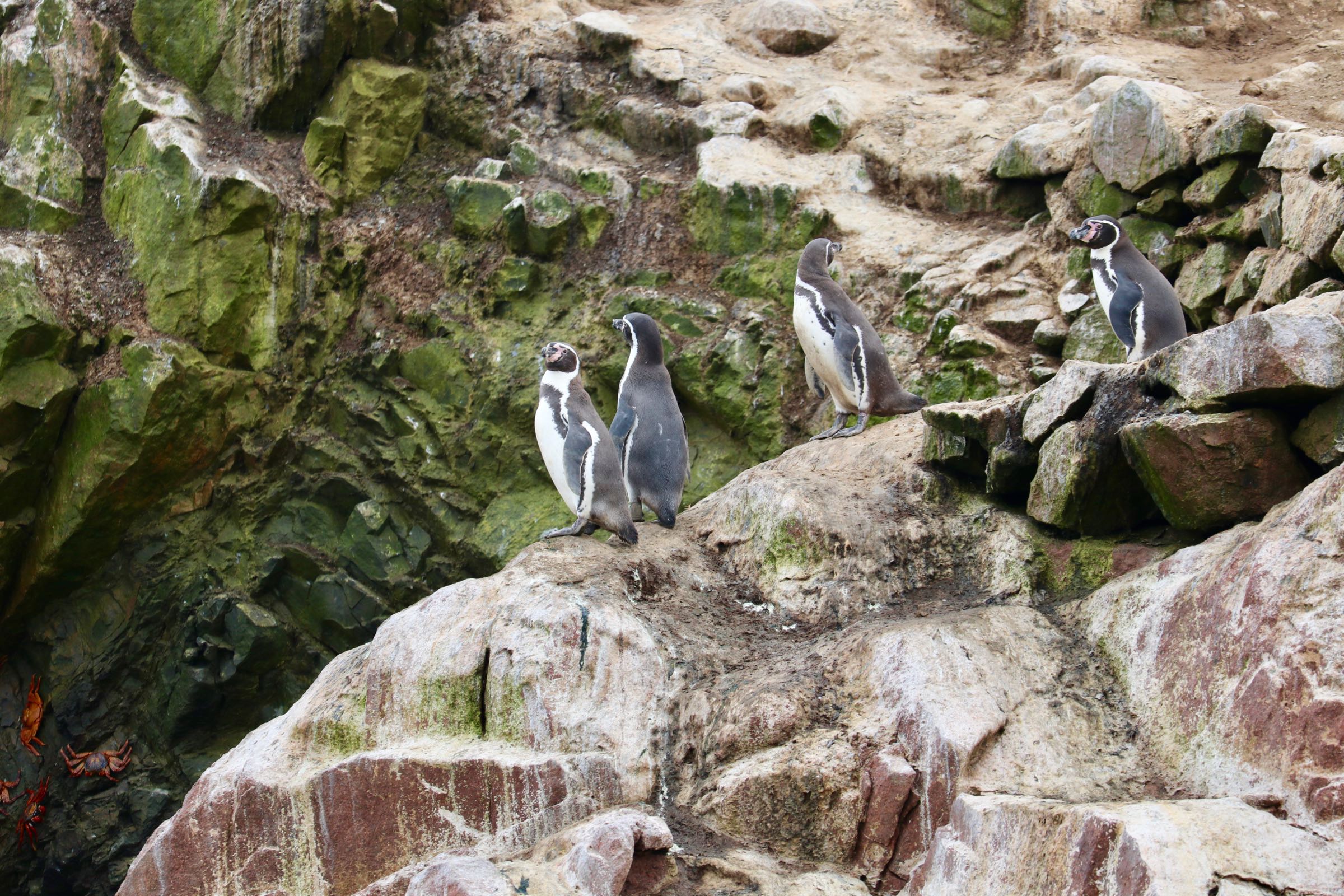 Humboldt-Pinguine, Reserva Nacional Islas Ballestas, Peru
