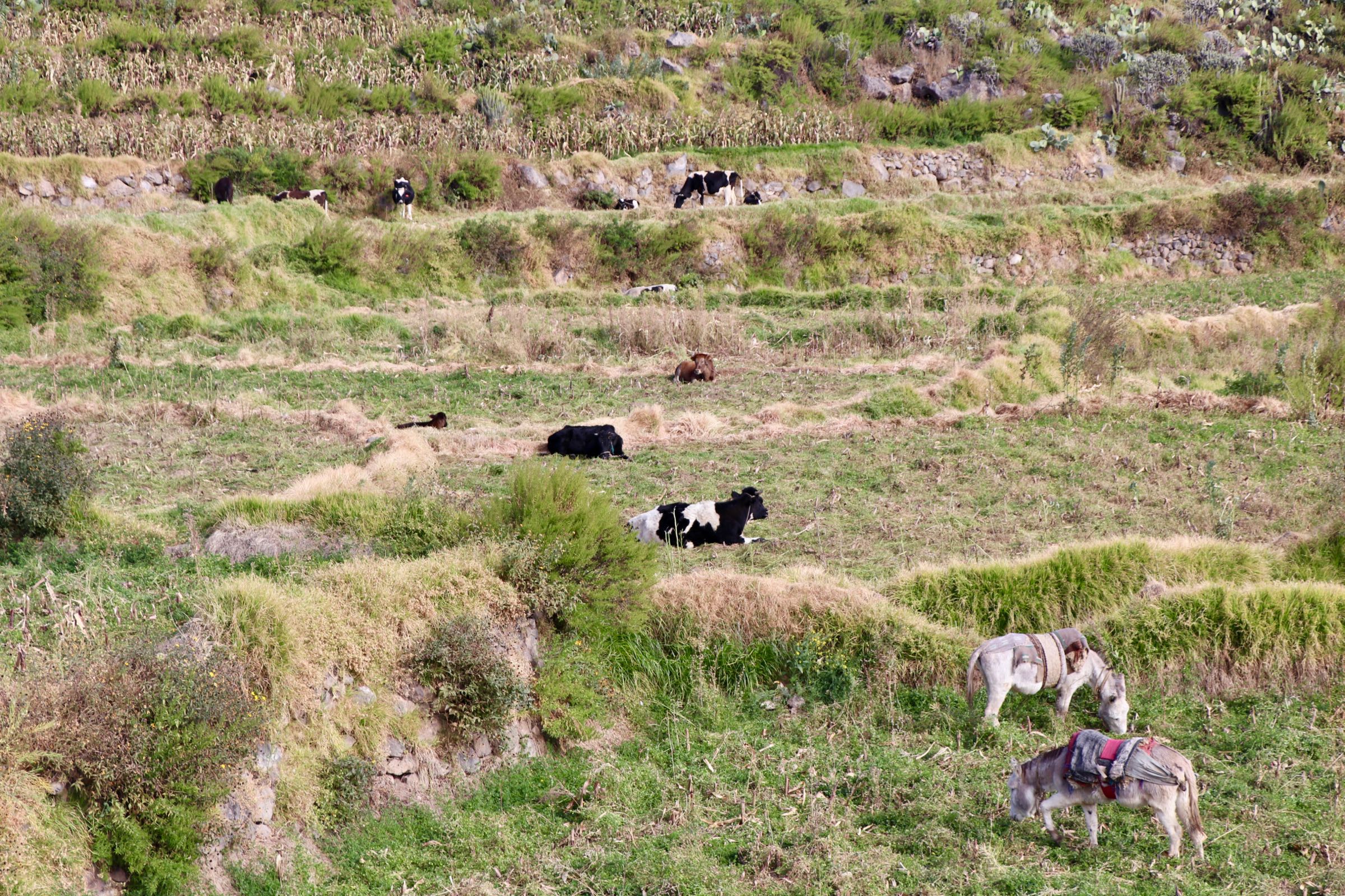 Landwirtschaft im Colca-Tal, Peru
