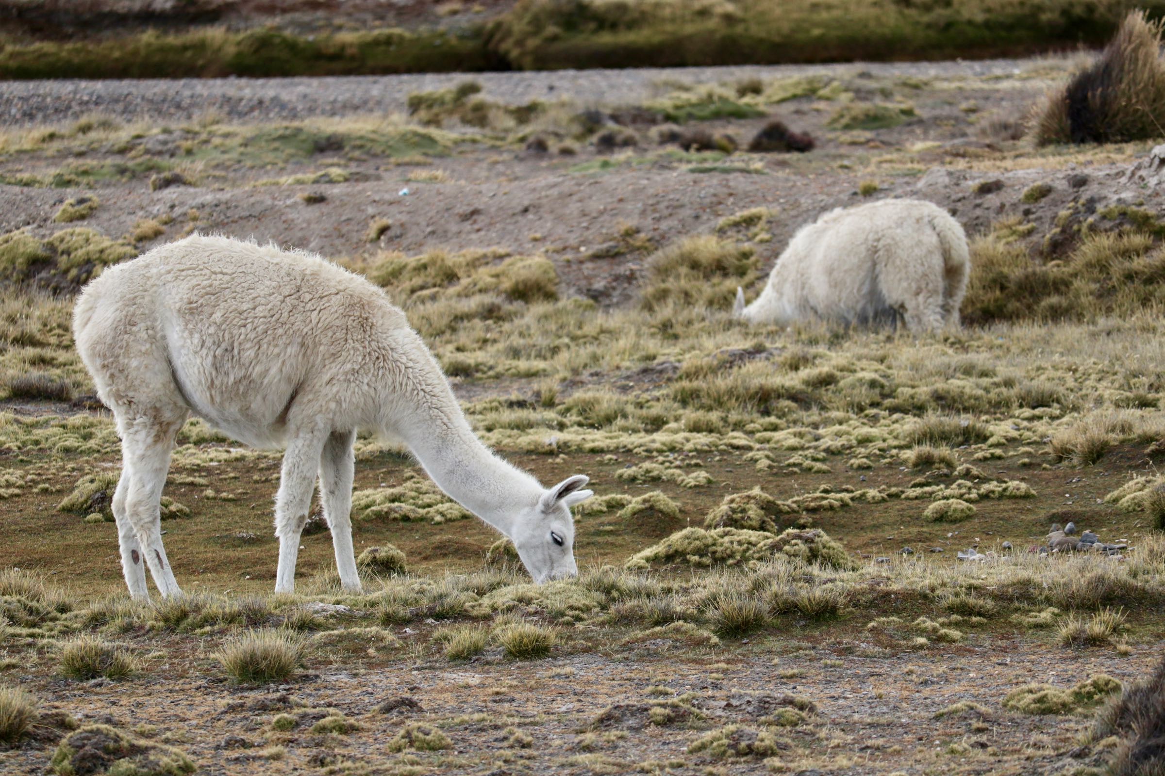 Lamas, Reserva Nacional Salinas y Aguada Blanca, Peru