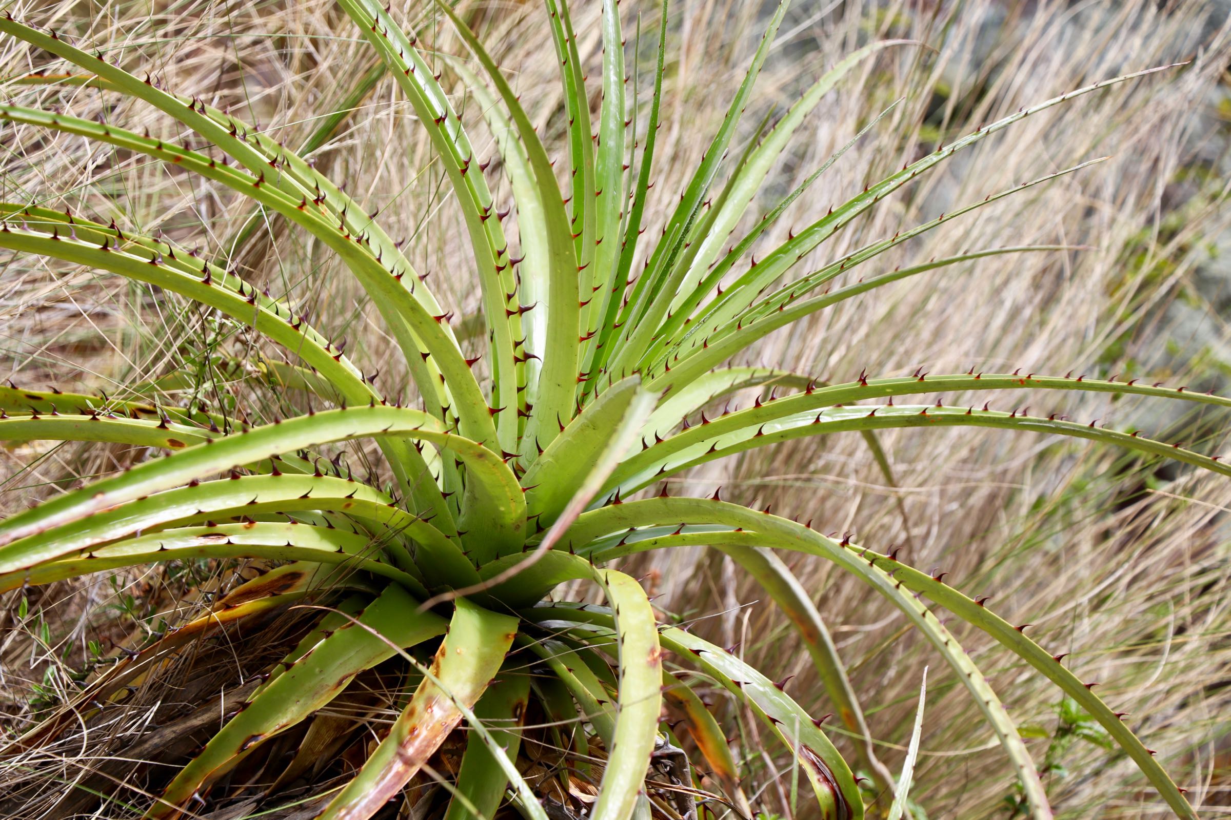 Pflanze im Valle Sagrado, Peru