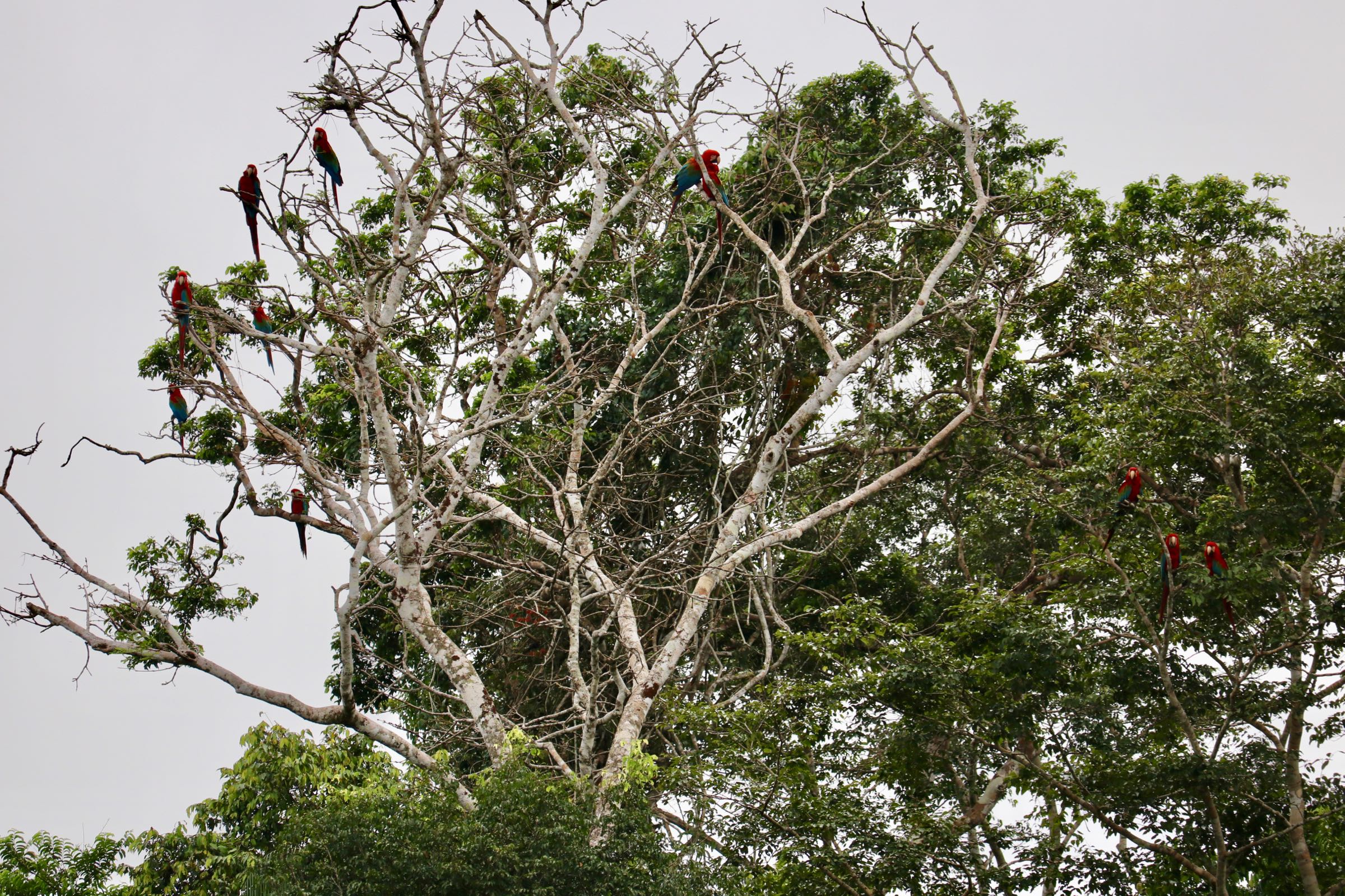 Grünflügelaras, Reserva Nacional Tambopata, Peru