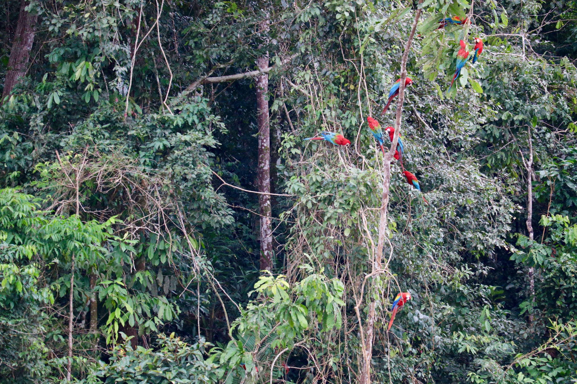 Grünflügelaras und Hellrote Aras, Reserva Nacional Tambopata, Peru