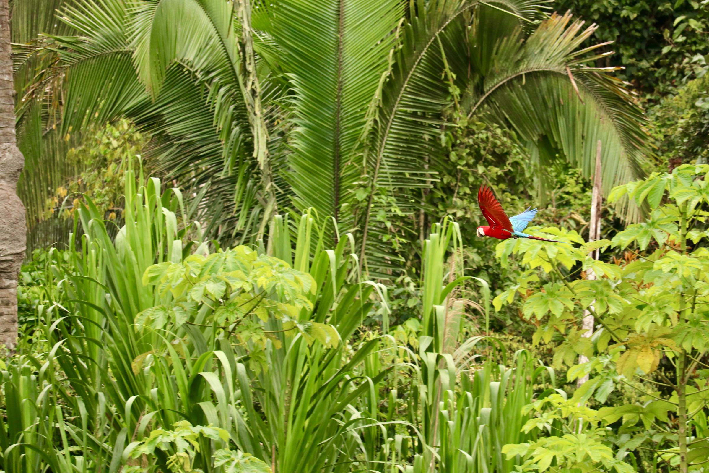 Grünflügelara, Reserva Nacional Tambopata, Peru