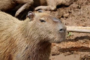 Capybara, Reserva Nacional Tambopata, Peru