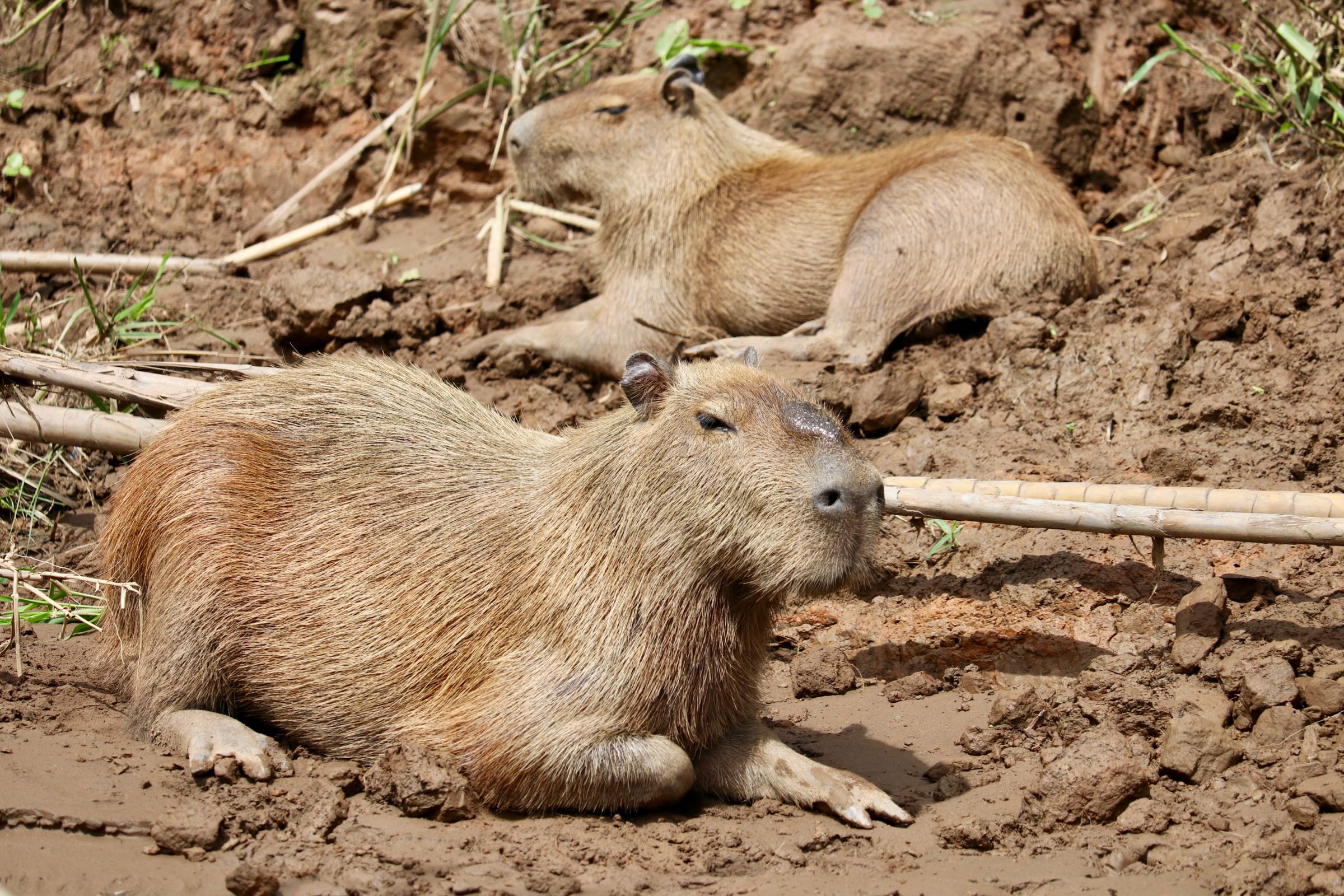 Capybaras, Reserva Nacional Tambopata, Peru
