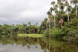Ufer des Lago Sandoval, Reserva Nacional Tambopata, Peru