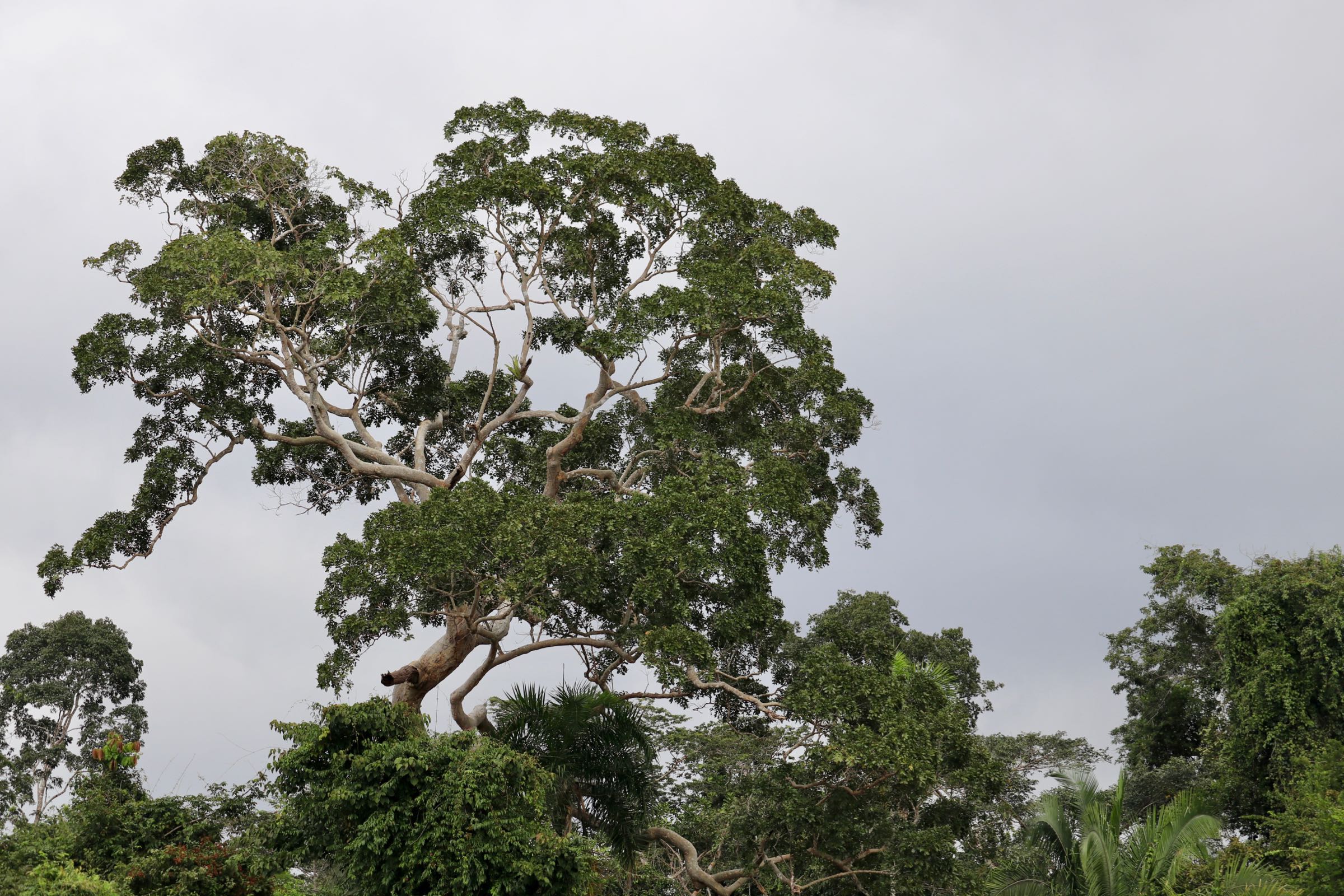Baum am Lago Sandoval, Reserva Nacional Tambopata, Peru