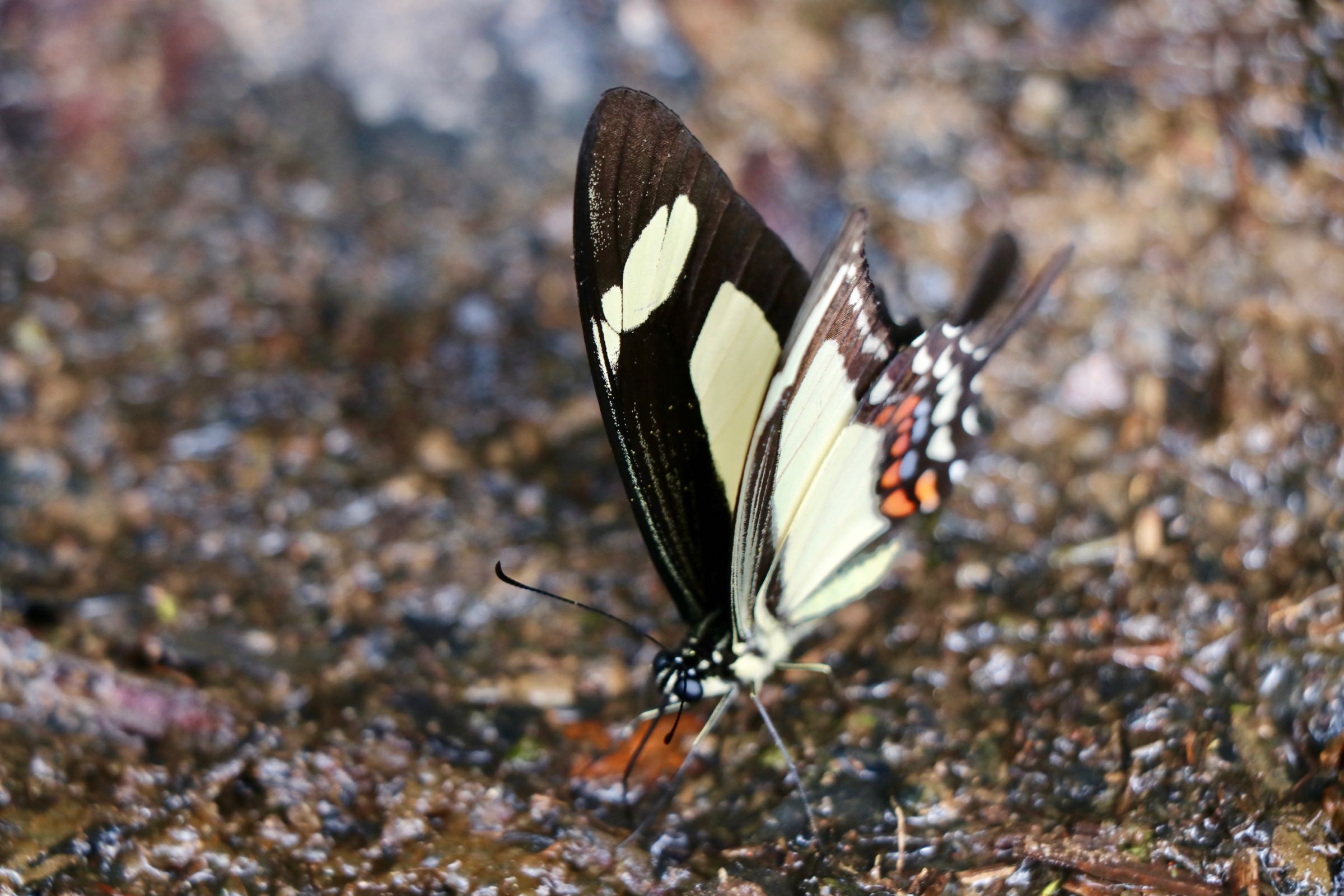 Schmetterling, Reserva Nacional Tambopata, Peru
