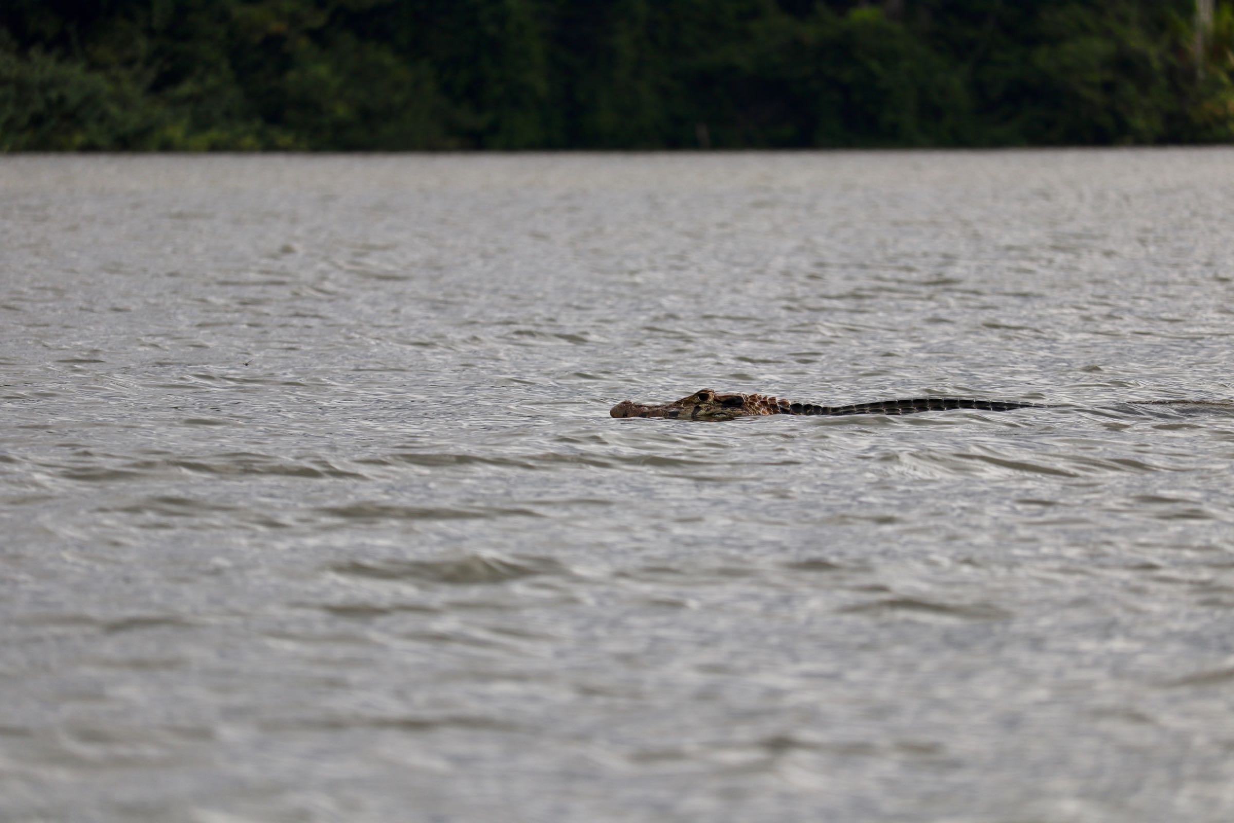 Krokodilkaiman, Reserva Nacional Tambopata, Peru