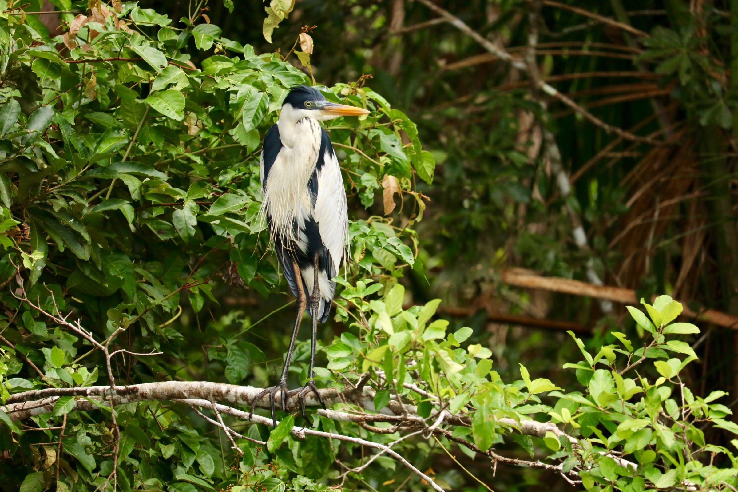 Cocoireiher, Reserva Nacional Tambopata, Peru