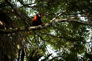 Roter Brüllaffe, Reserva Nacional Tambopata, Peru
