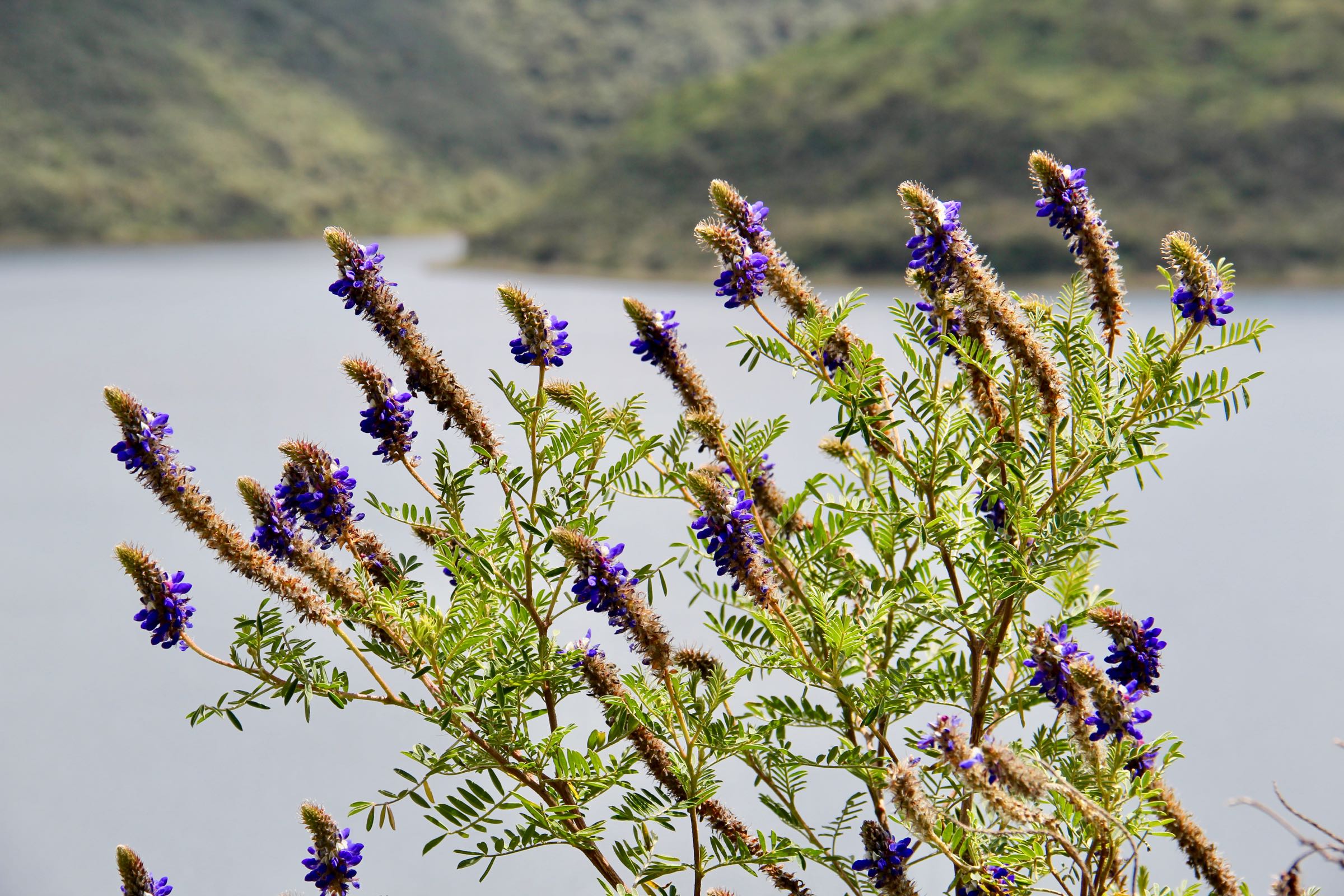 Pflanze am Kratersee Cuicocha, Ecuador