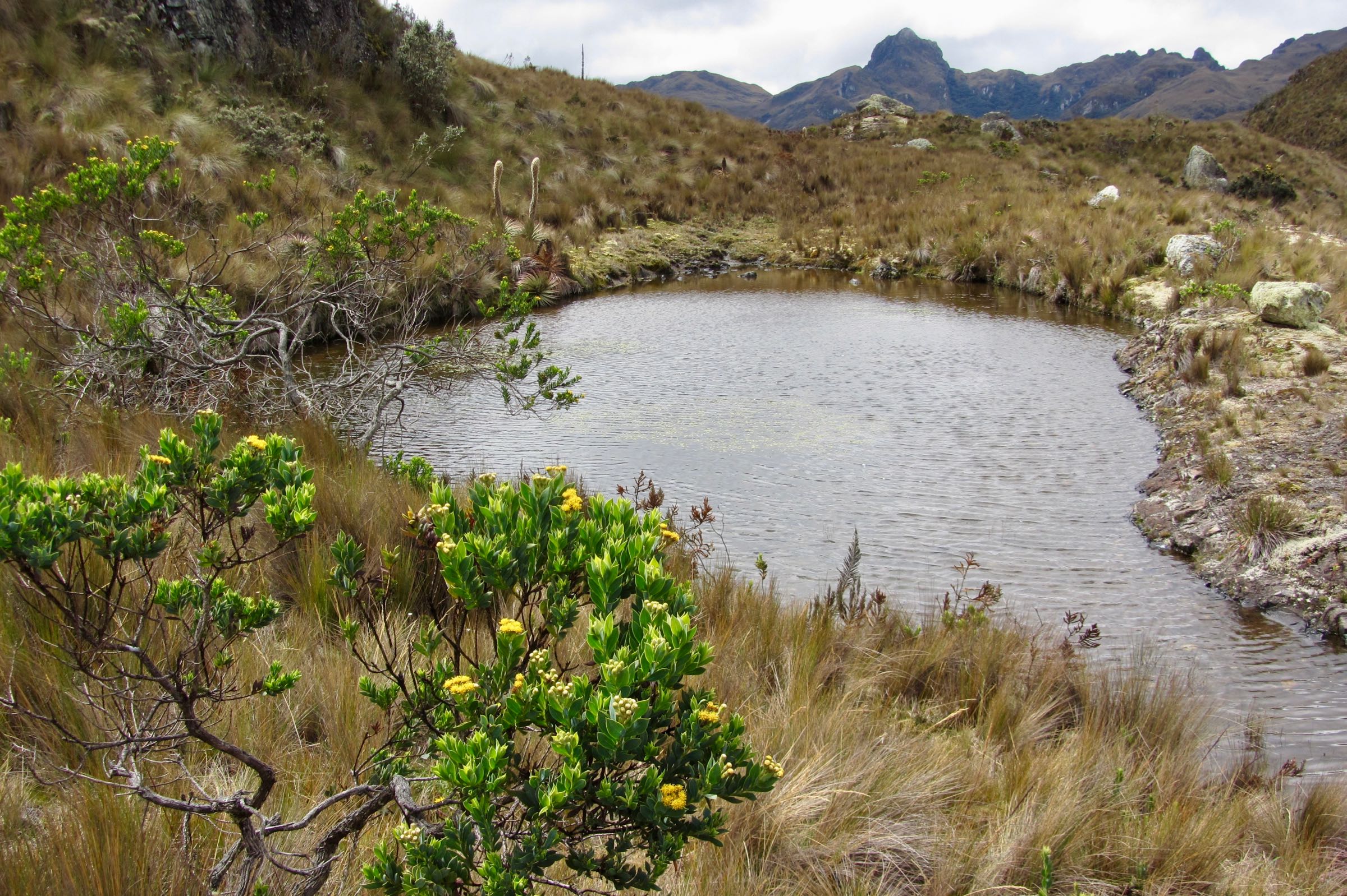 Lagune im Nationalpark Cajas, Ecuador