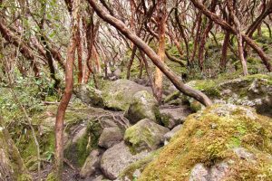 Polylepis-Wald im Nationalpark Cajas, Ecuador