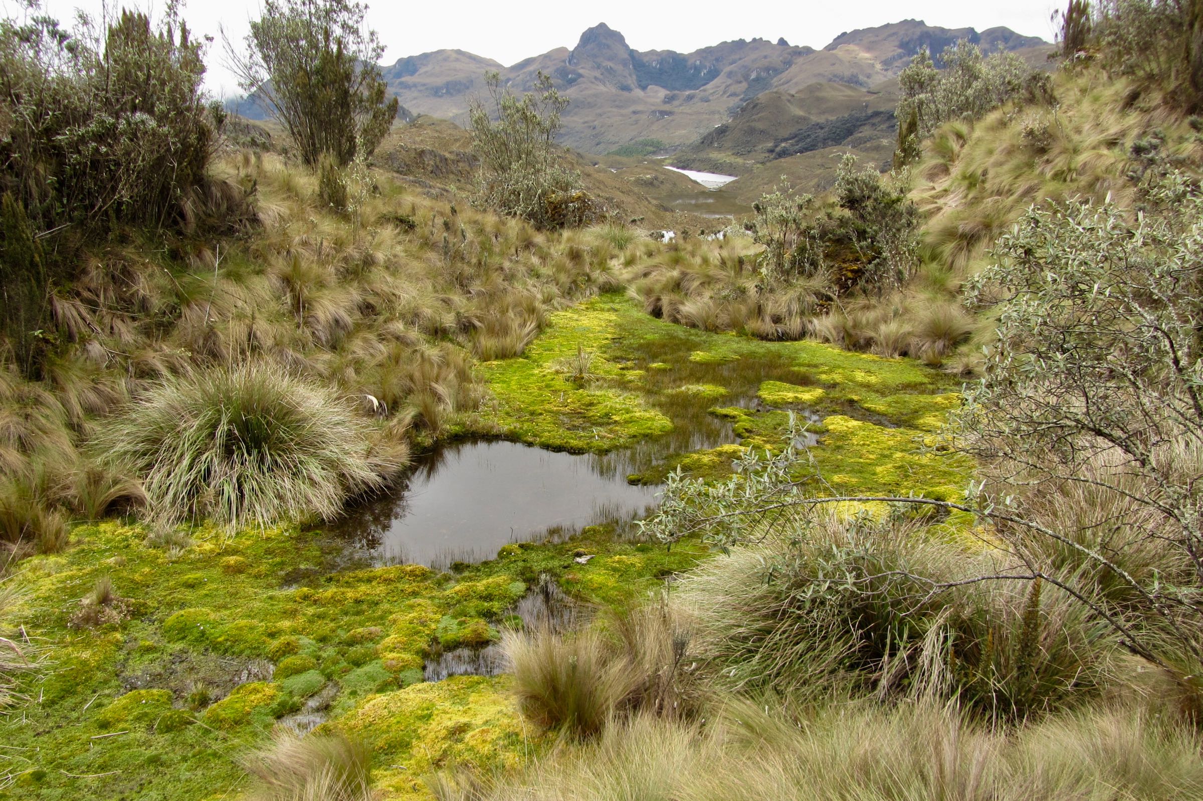 Landschaft im Nationalpark Cajas, Ecuador