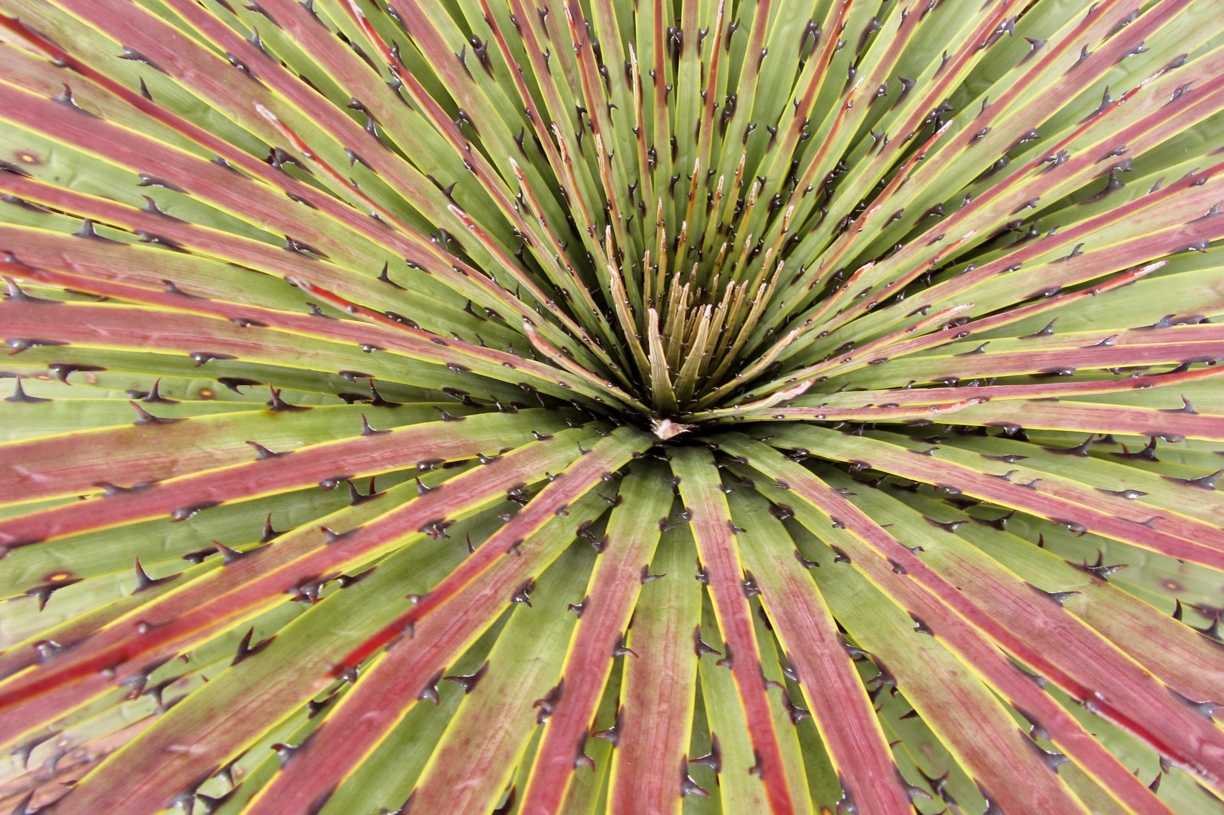 Pflanze im Nationalpark Cajas, Ecuador