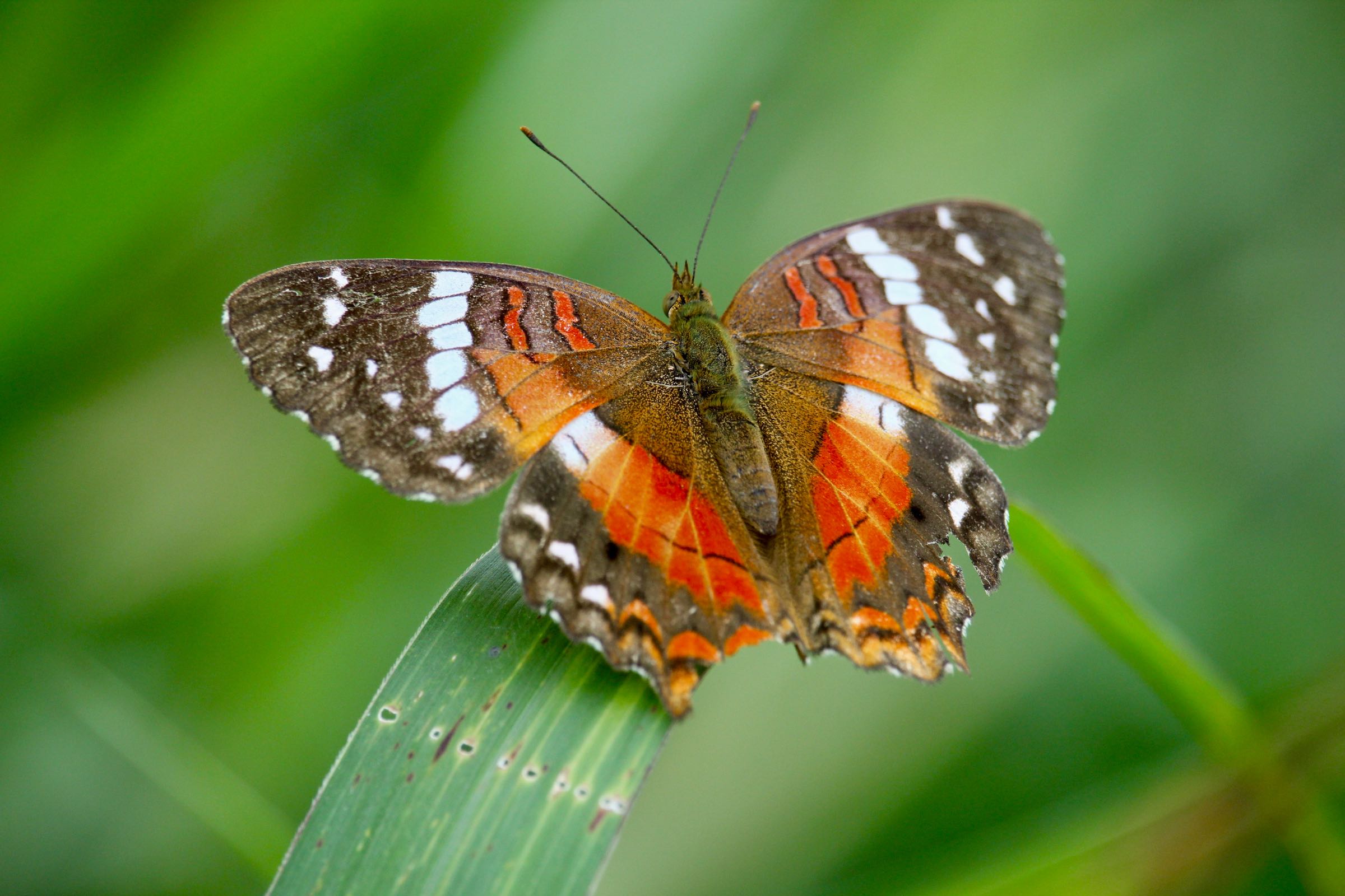 Schmetterling, Kolumbien