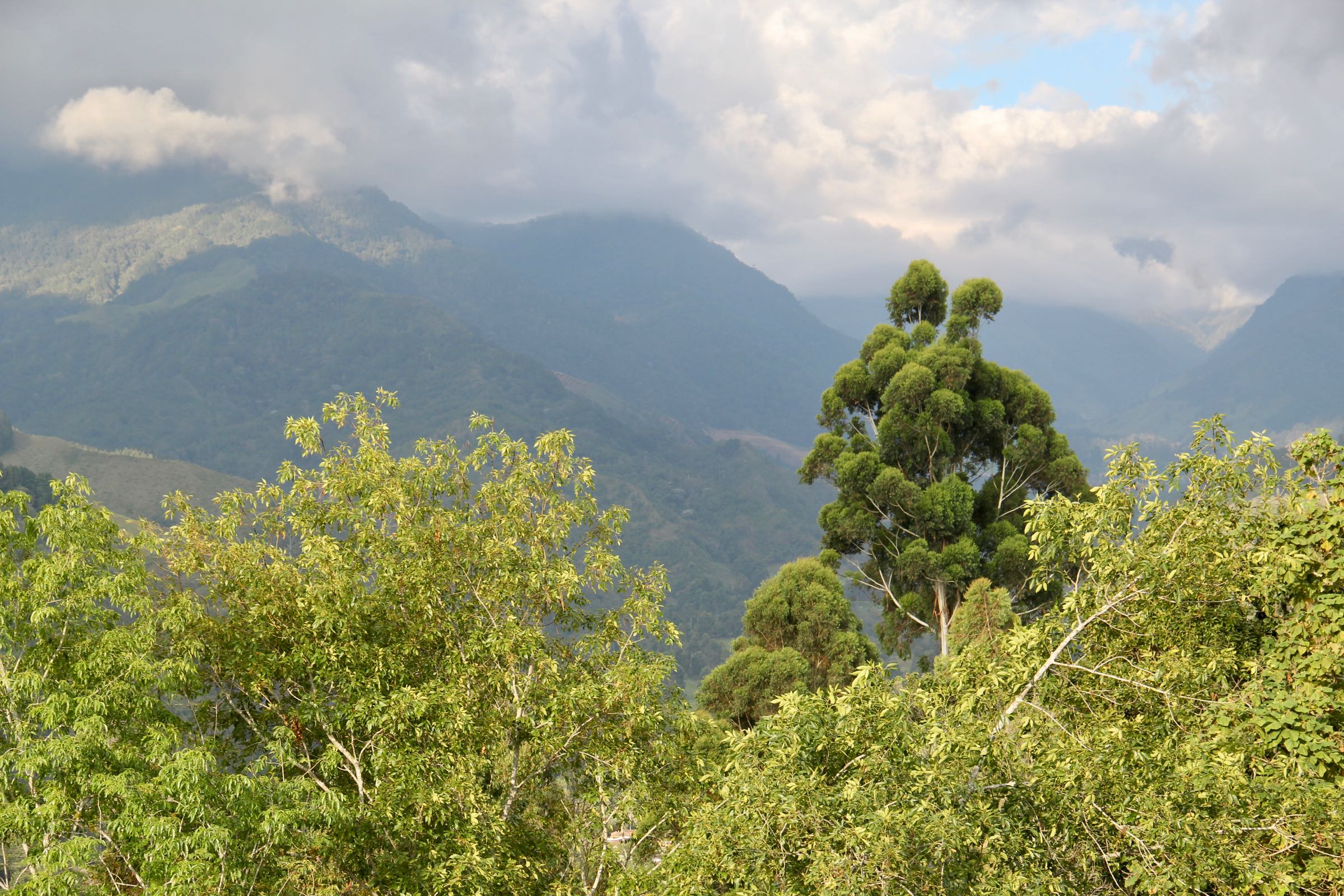 Blick in das Valle de Cocora, Salento, Kolumbien
