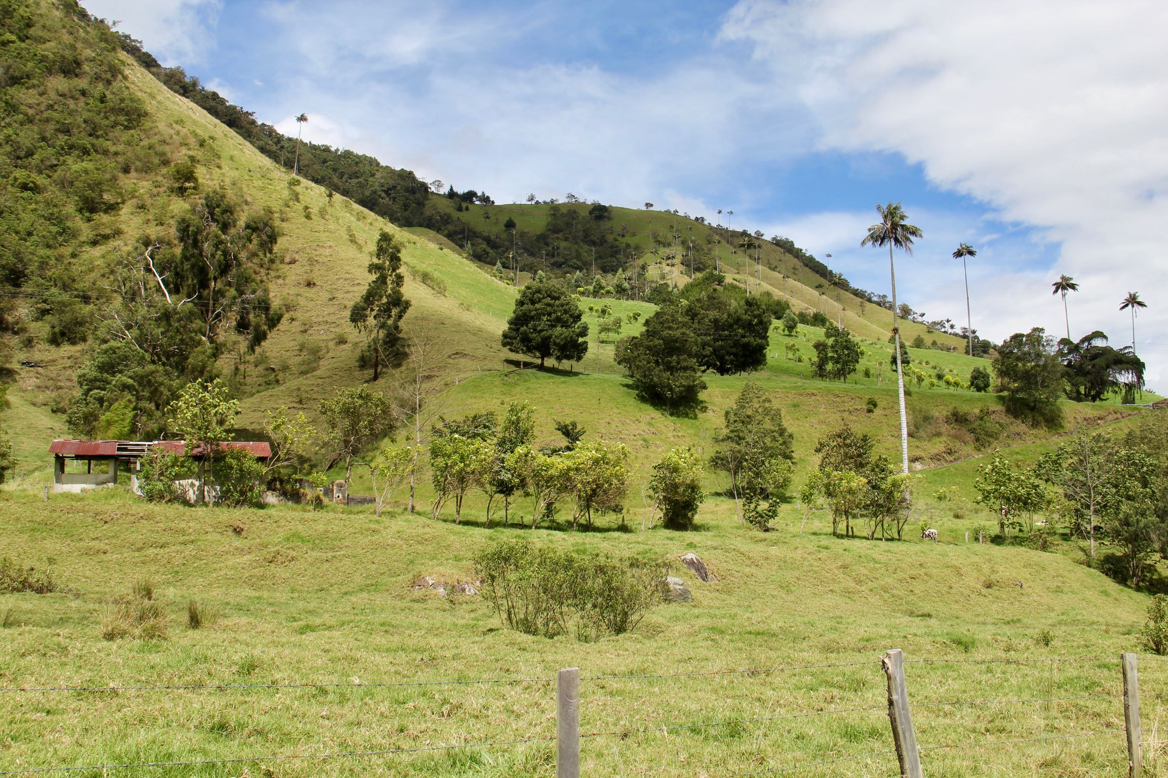 Valle de Cocora, Kolumbien