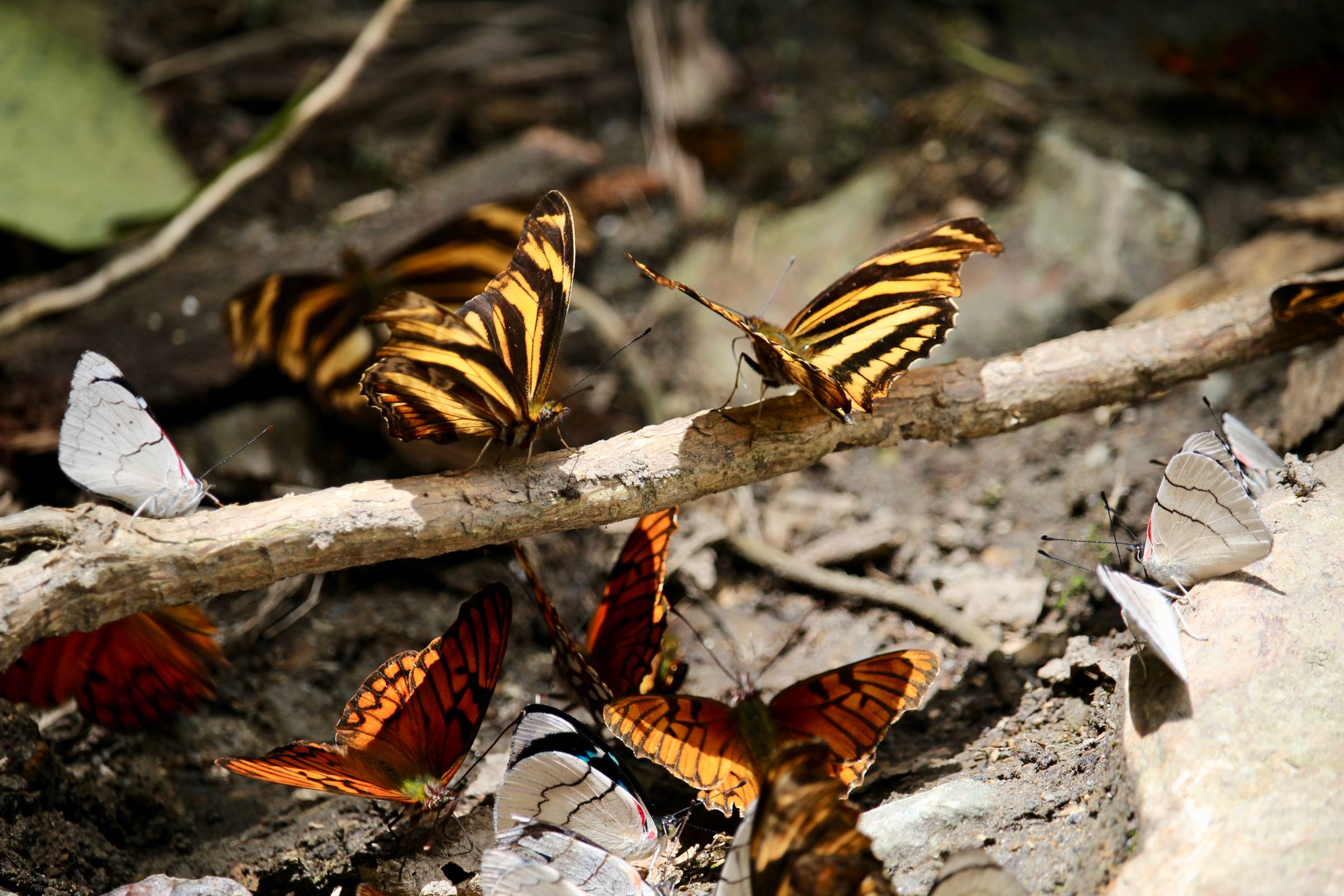 Schmetterlinge, Valle de Cocora, Kolumbien
