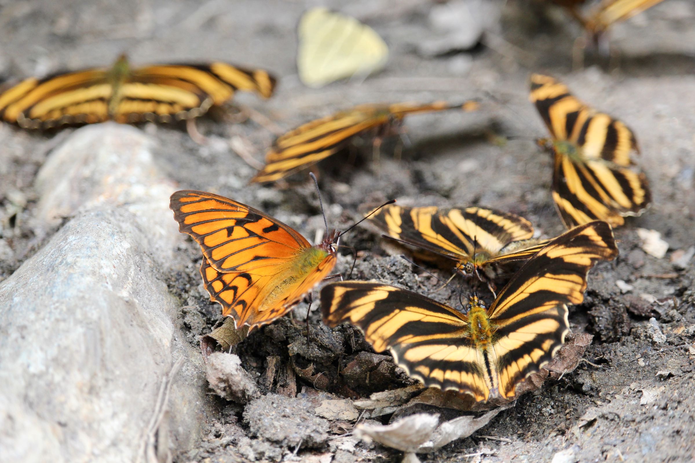 Schmetterlinge, Valle de Cocora, Kolumbien