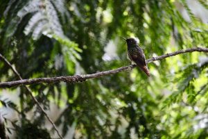 Kolibri, Valle de Cocora, Kolumbien