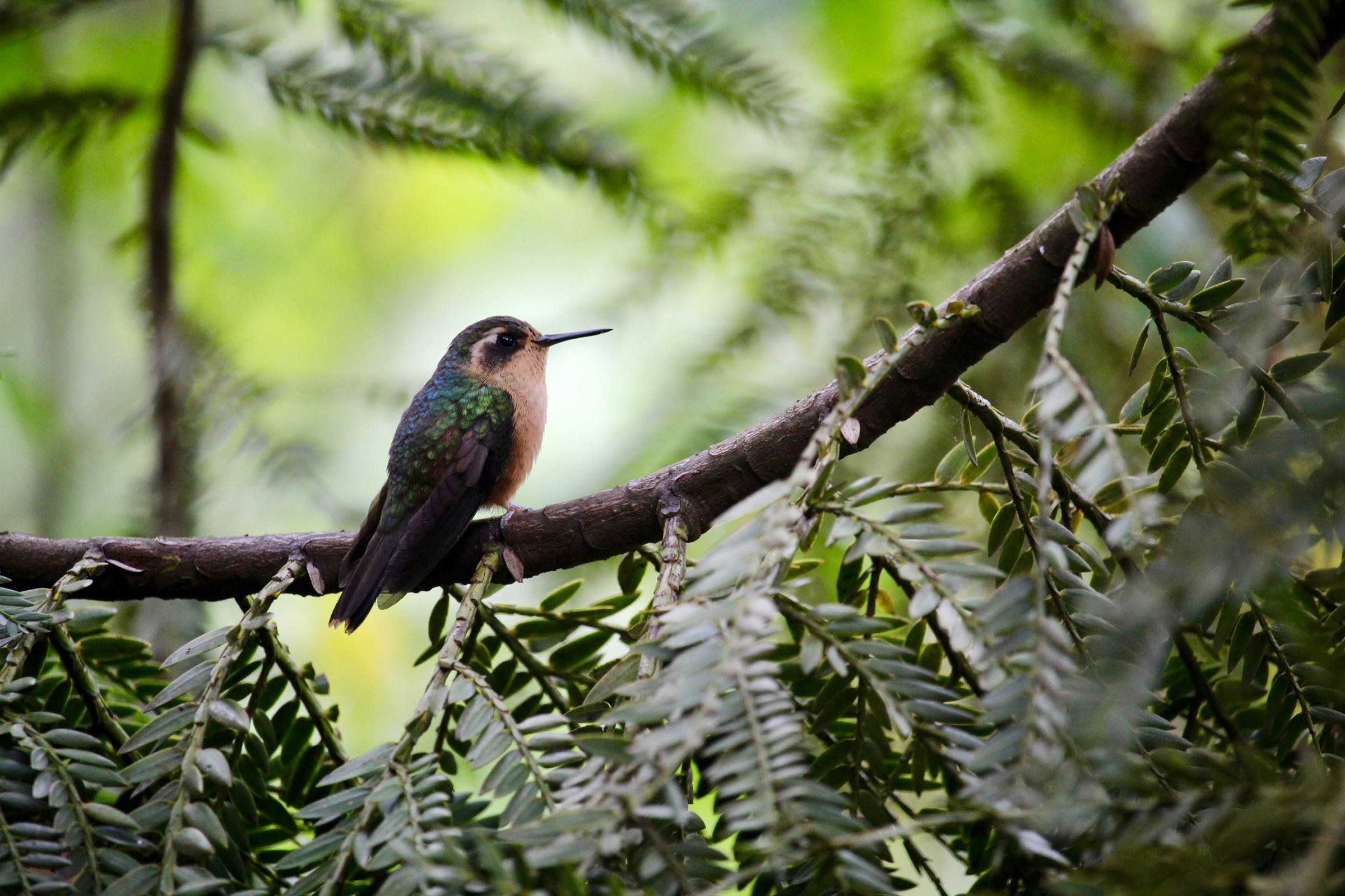 Kolibri, Valle de Cocora, Kolumbien