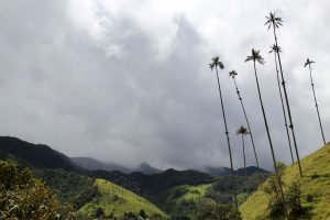 Quindio-Wachspalmen im Valle de Cocora, Kolumbien