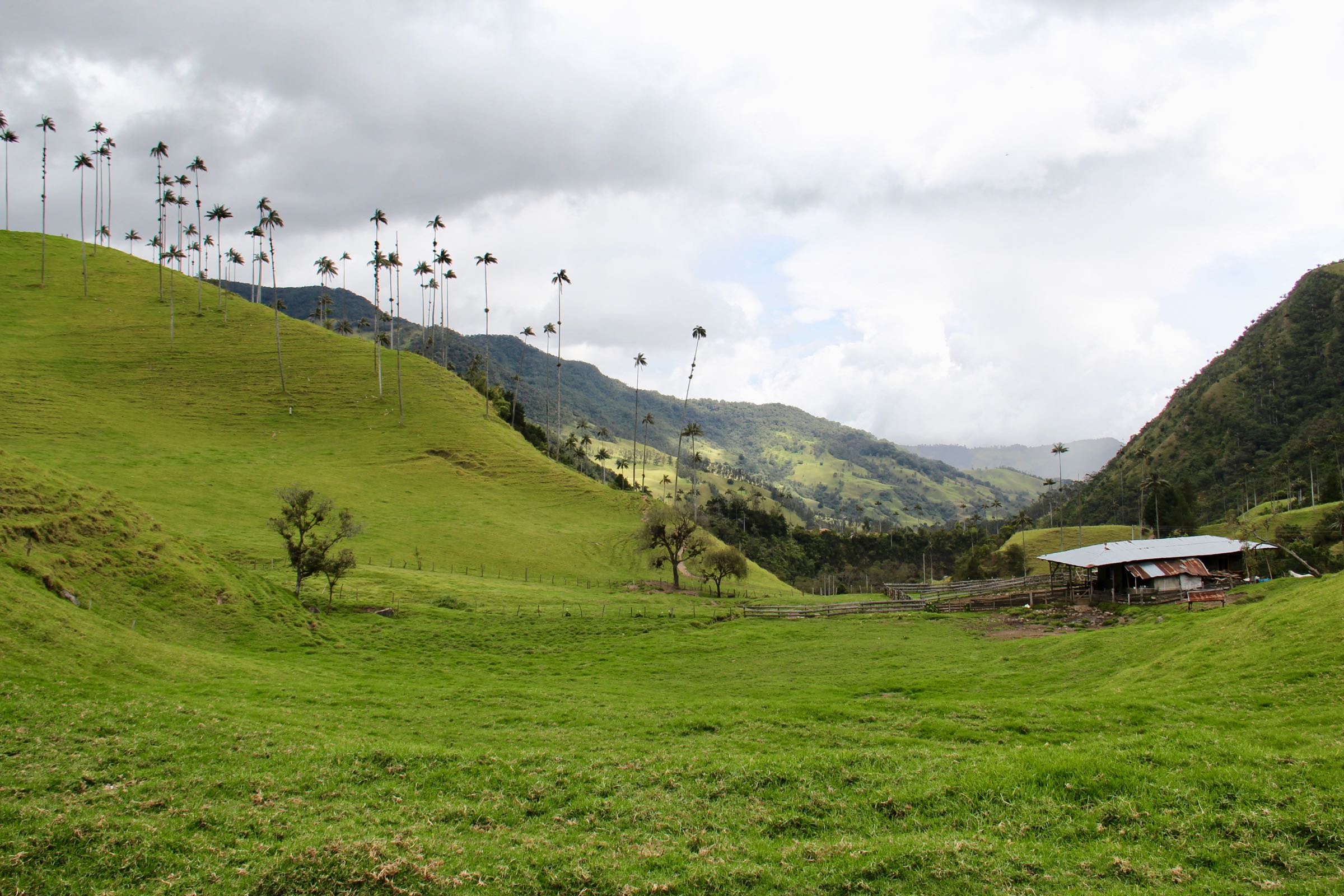 Valle de Cocora, Kolumbien