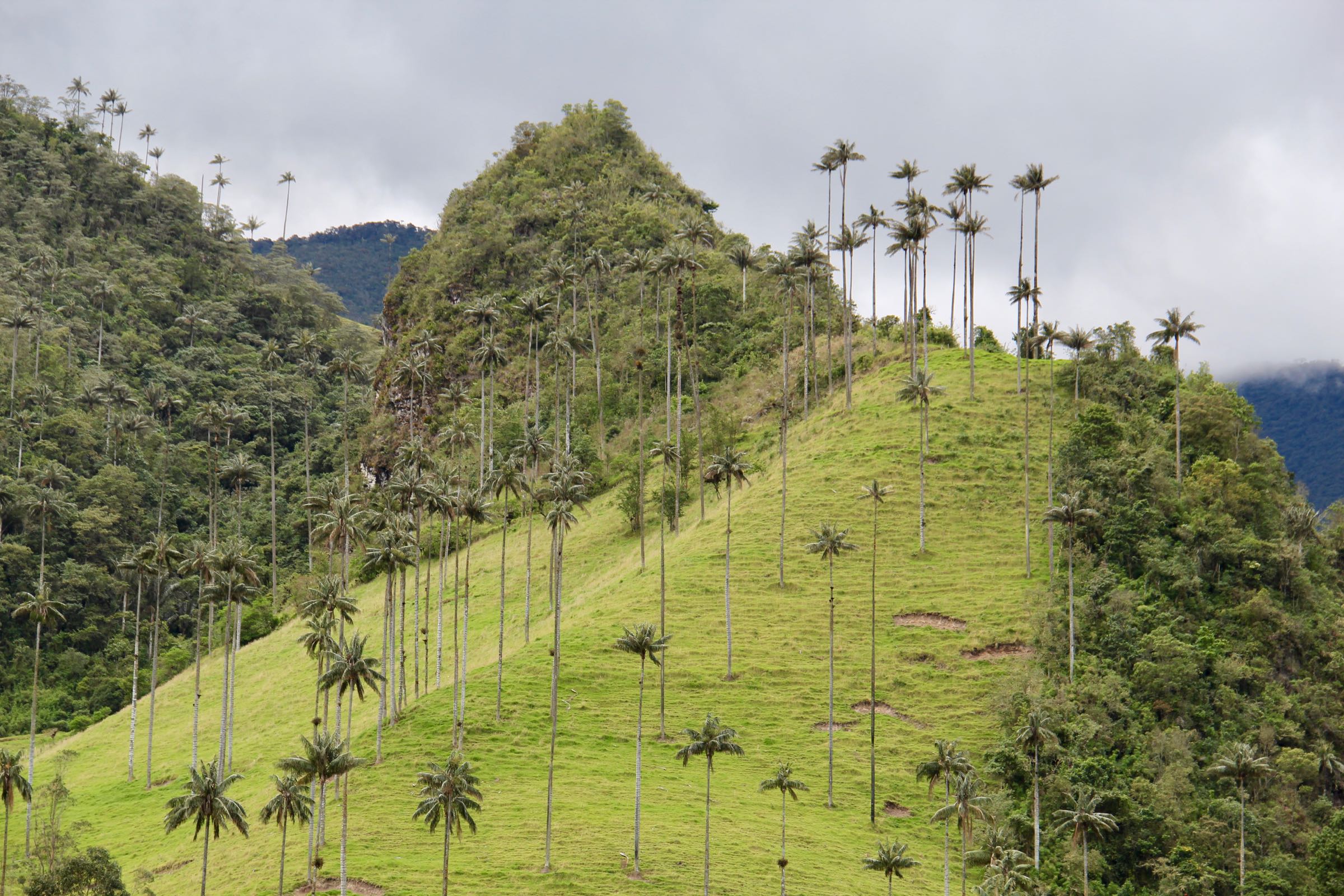 Quindio-Wachspalmen im Valle de Cocora, Kolumbien