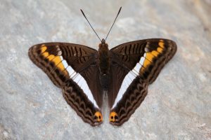 Schmetterling, Valle de Cocora, Kolumbien