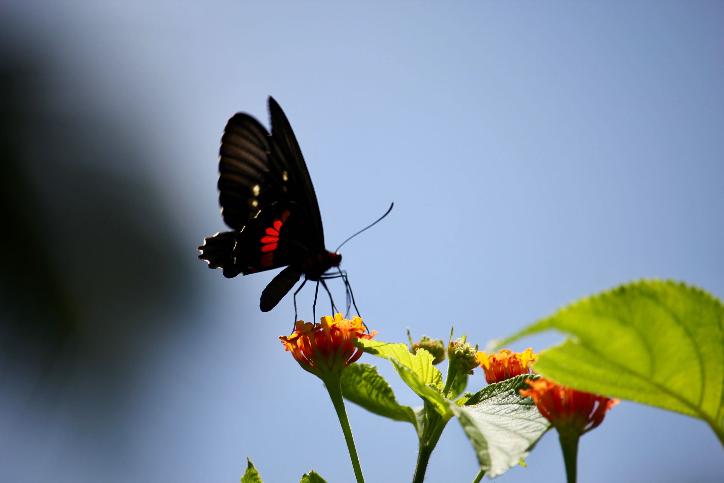 Schmetterling, Tayrona-Nationalpark, Kolumbien