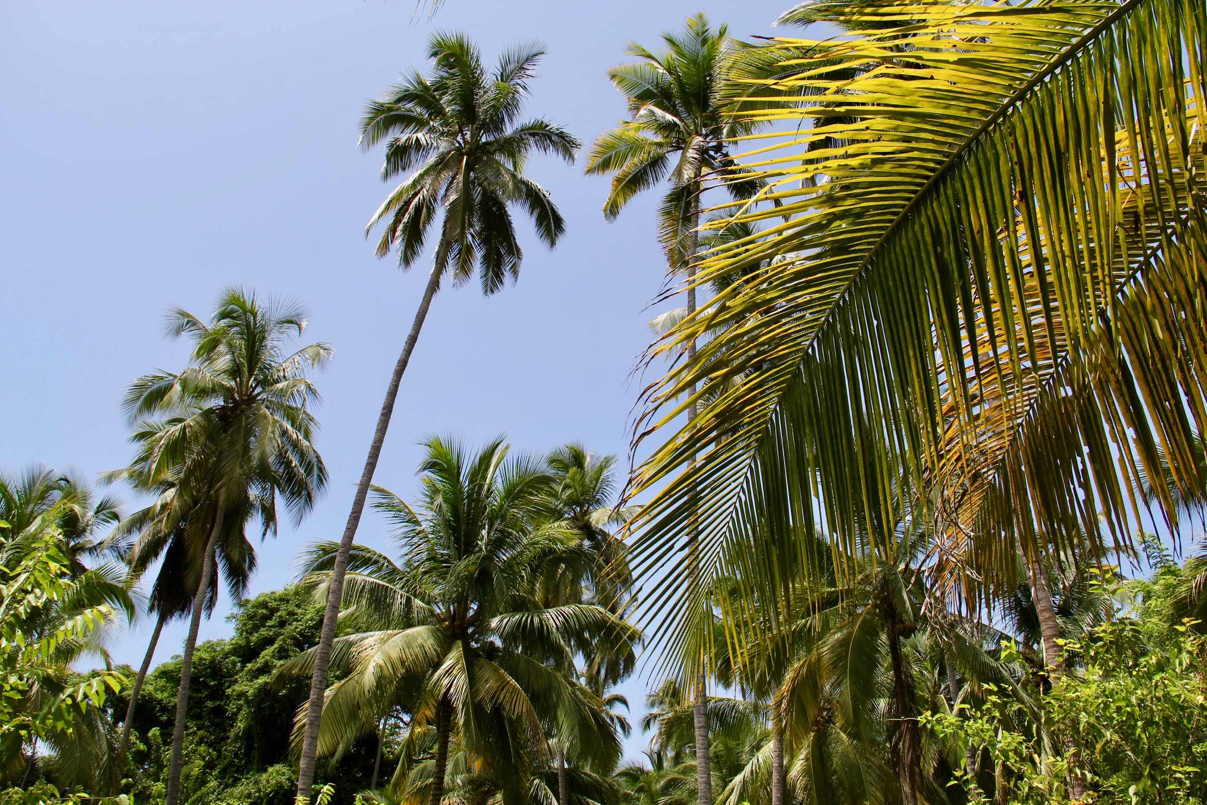 Kokospalmen im Tayrona-Nationalpark, Kolumbien