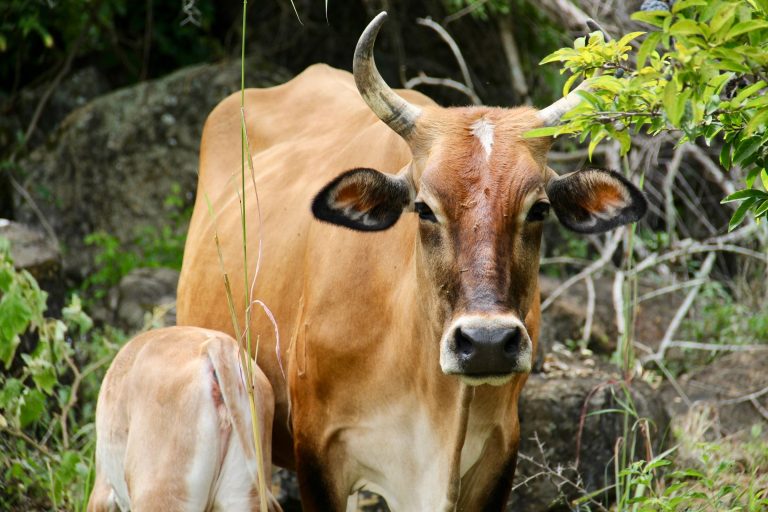 Rinder, Santander, Kolumbien • Jamane