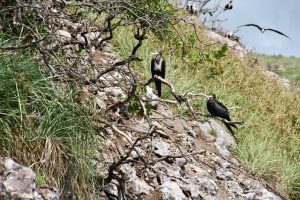 Prachtfregattvögel, Nationalpark Old Providence McBean Lagoon, Providencia, Kolumbien