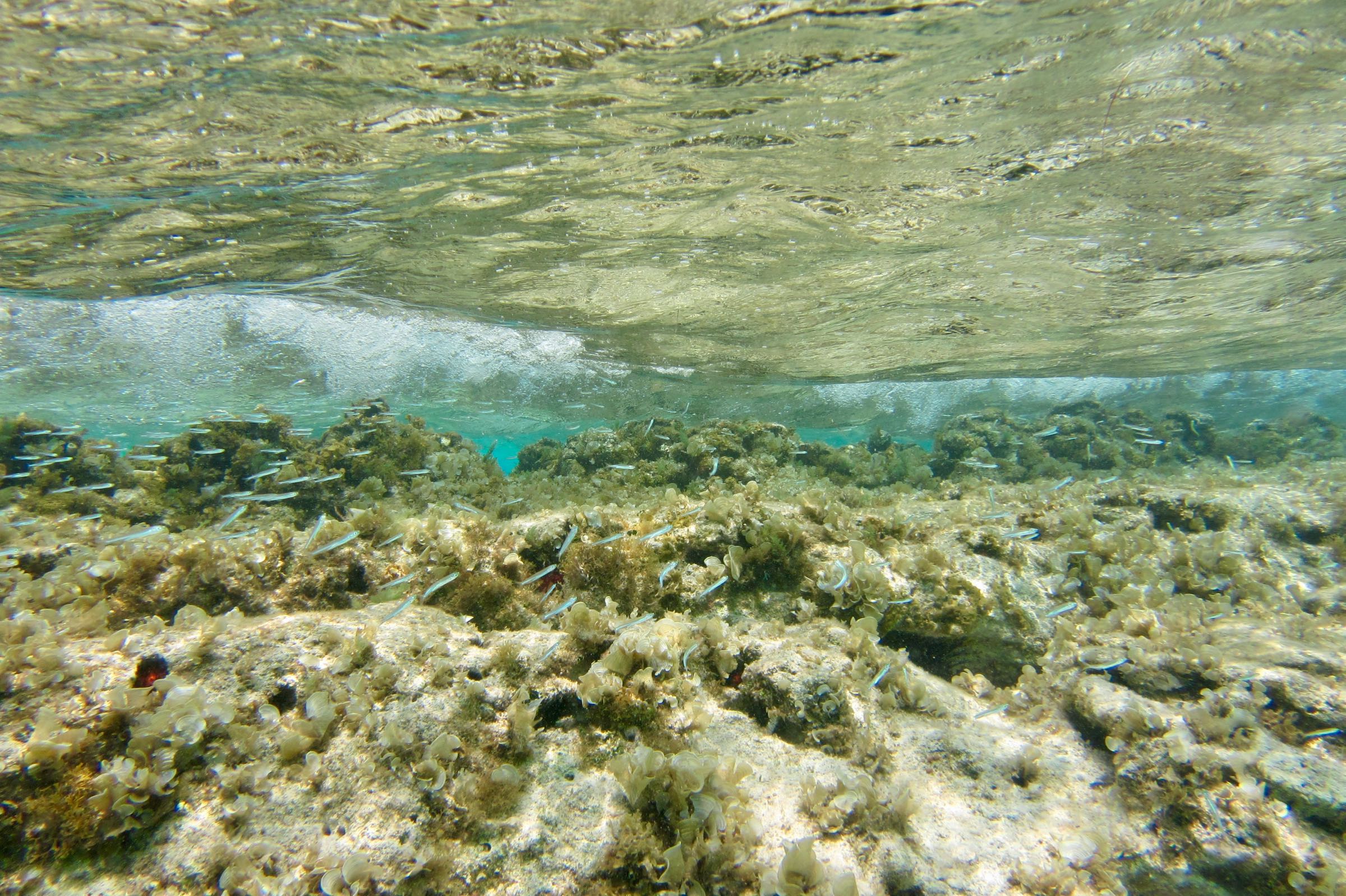 Korallenriff auf San Andrés, Kolumbien