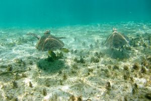 Suppenschildkröten, Nationalpark Old Providence McBean Lagoon, Providencia, Kolumbien