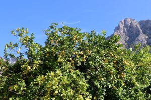 Zitronenbäume, Serra de Tramuntana, Mallorca, Spanien