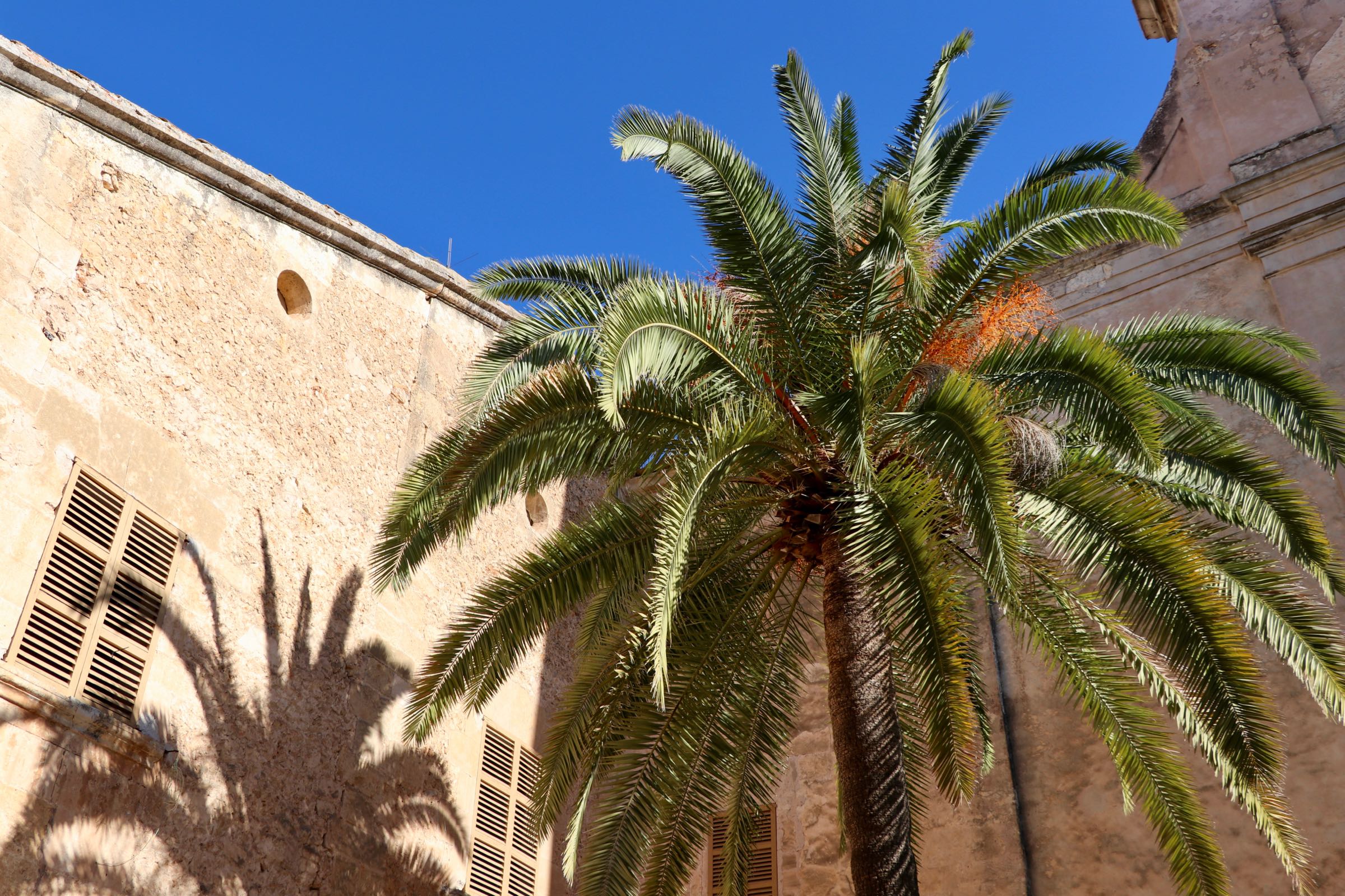 Dattelpalme in Sineu, Mallorca, Spanien
