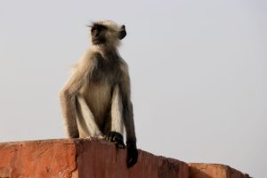 Bengalischer Hanuman-Langur, Jaipur, Indien