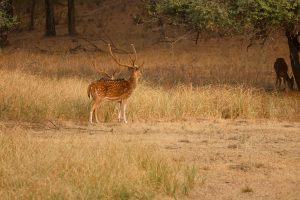 Axishirsche, Ranthambhore-Nationalpark, Indien