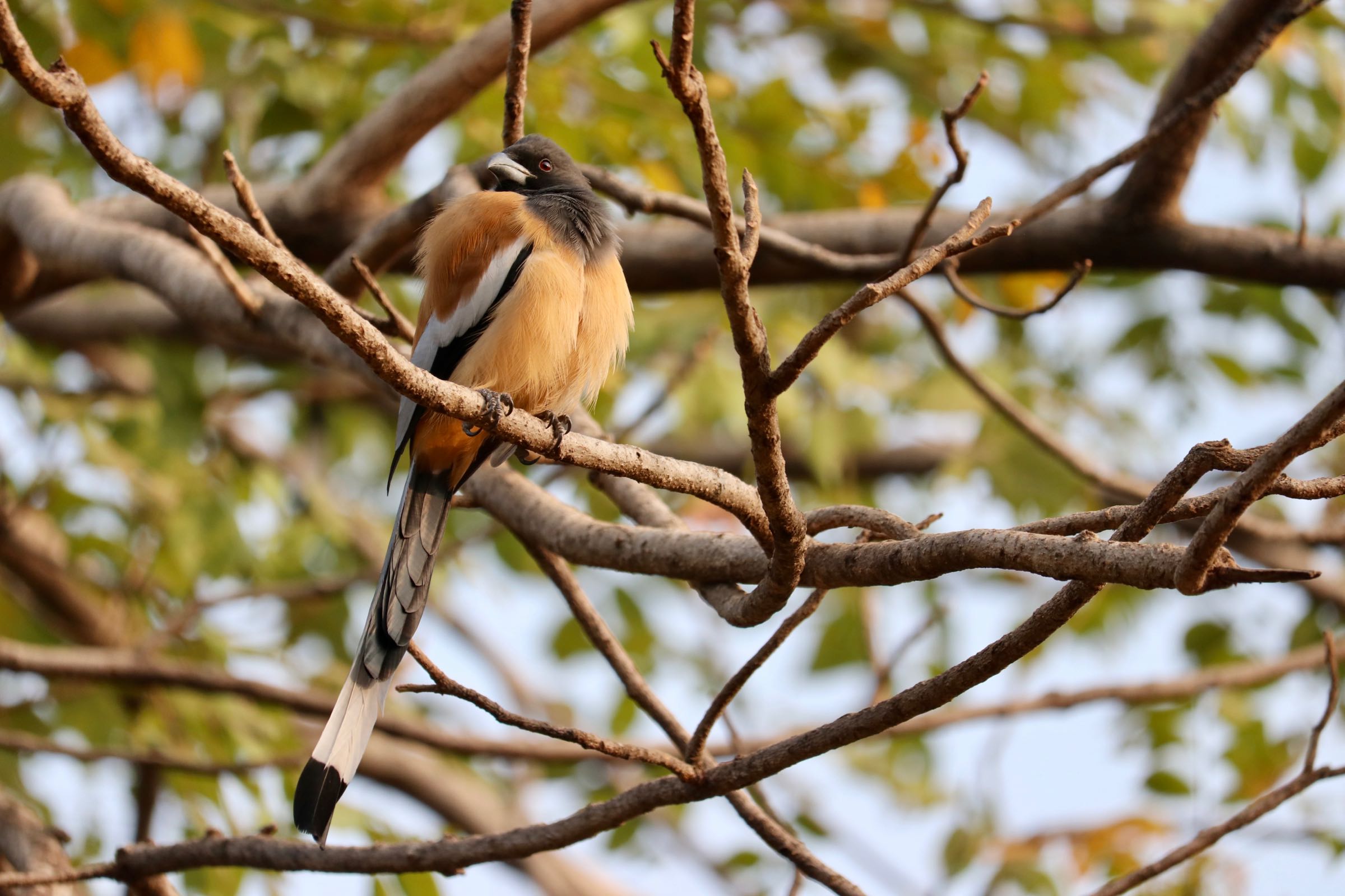 Wanderbaumelster, Ranthambhore-Nationalpark, Indien