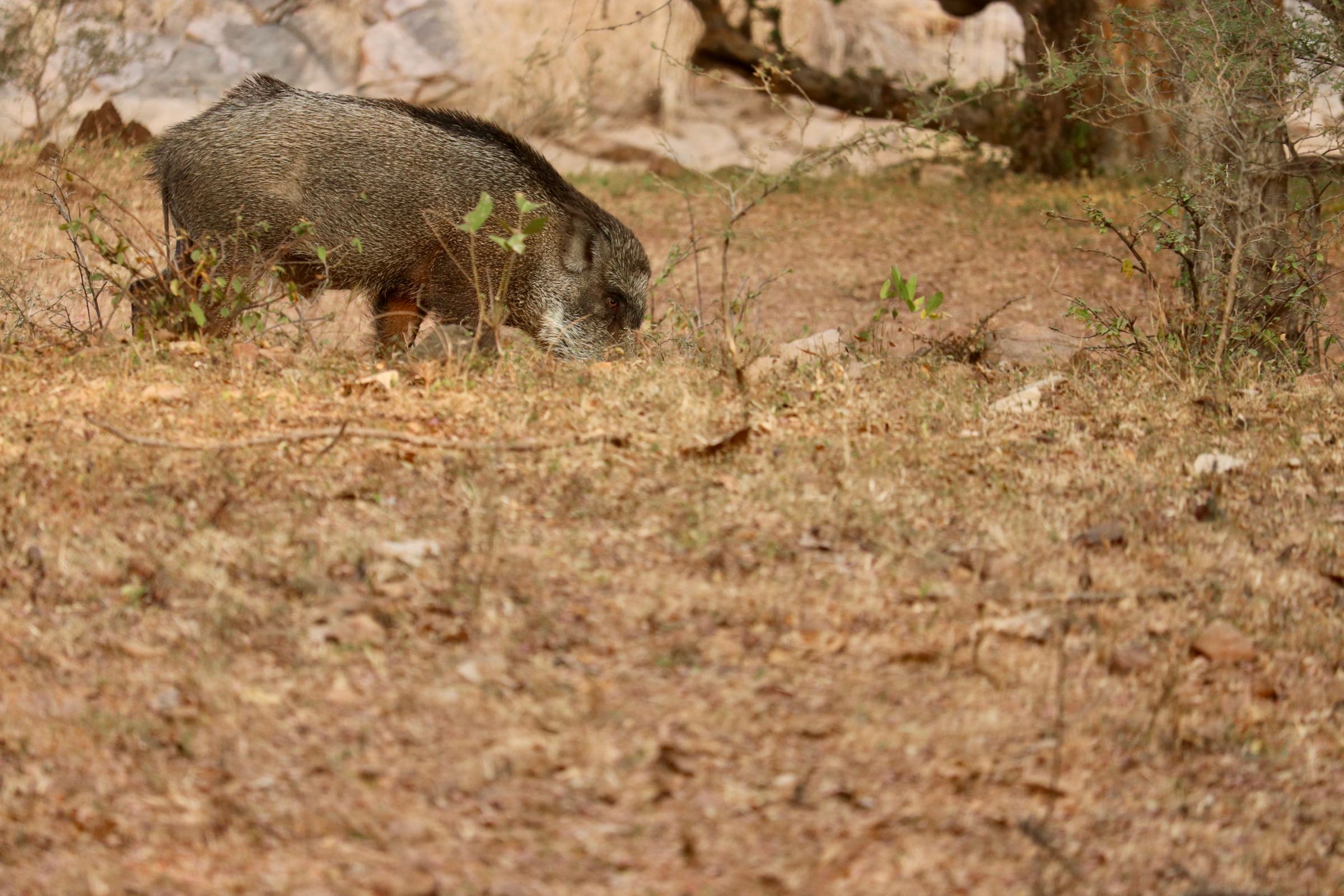 Wildschwein, Ranthambhore-Nationalpark, Indien