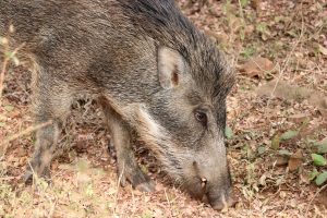 Wildschwein, Ranthambhore-Nationalpark, Indien