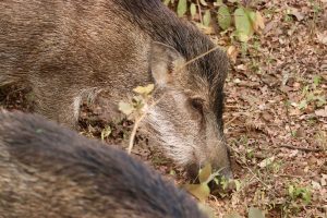 Wildschweine, Ranthambhore-Nationalpark, Indien