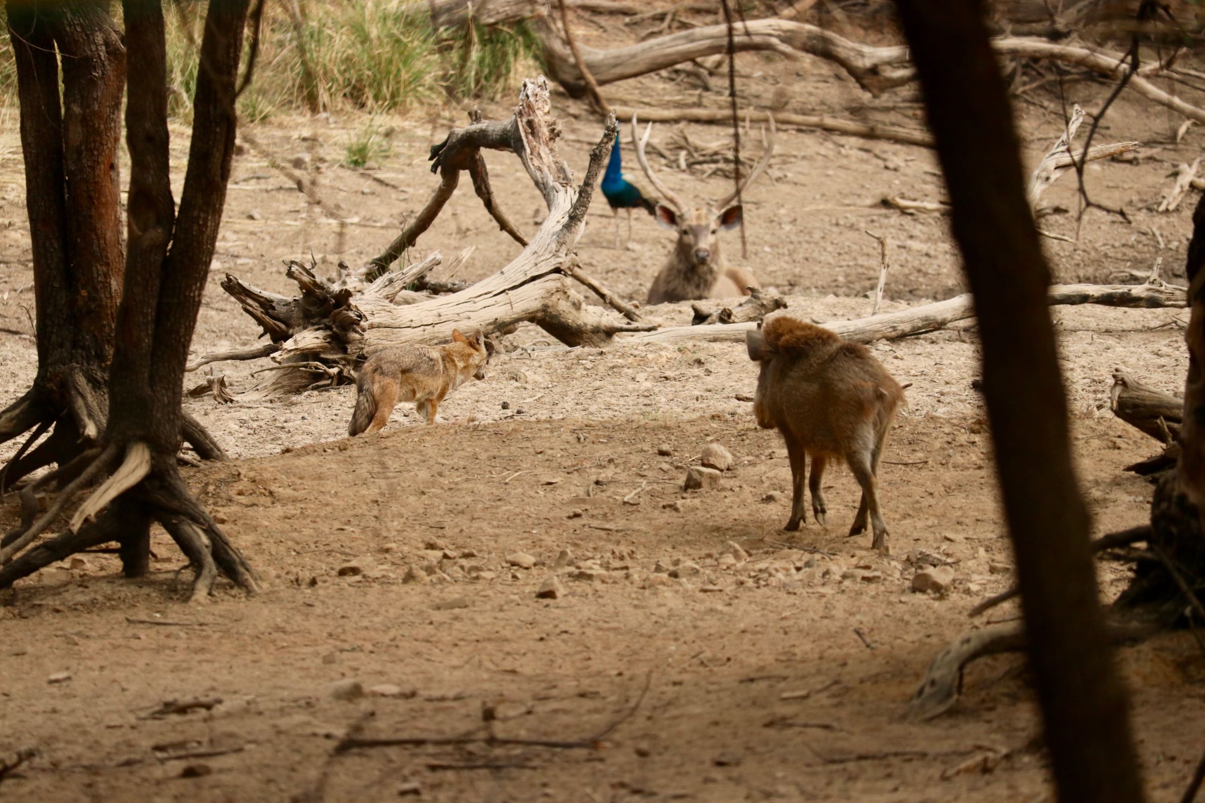 Tiere im Ranthambhore-Nationalpark, Indien