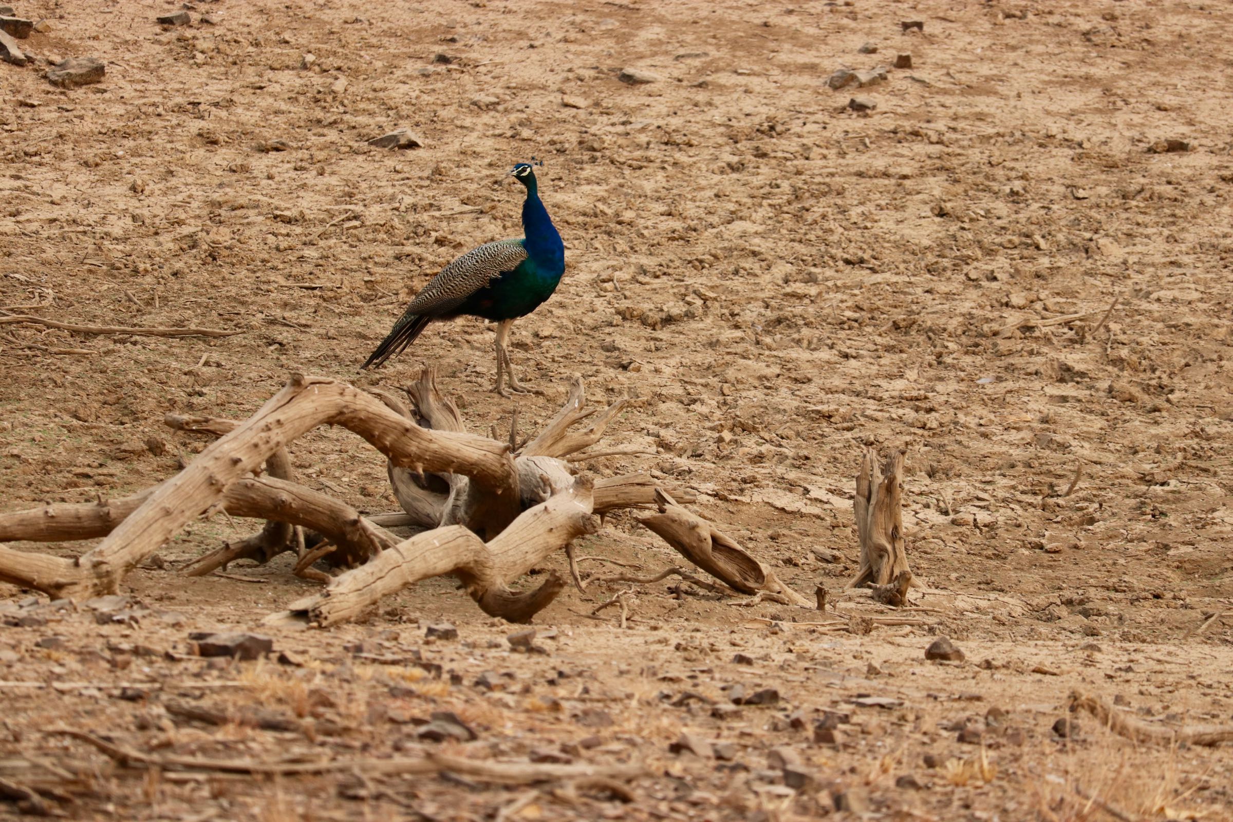 Blauer Pfau, Ranthambhore-Nationalpark, Indien