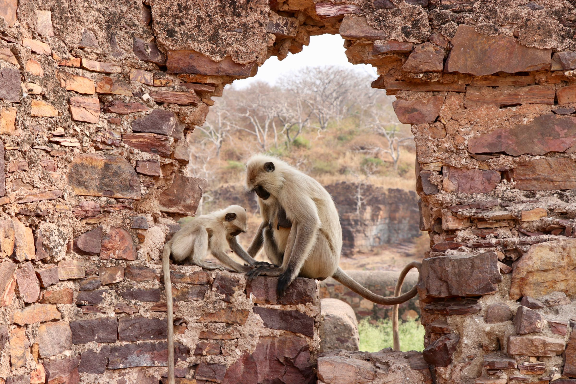 Bengalische Hanuman-Languren, Ranthambhore-Nationalpark, Indien
